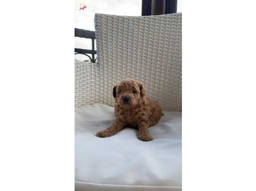 İki poodle bebek ailesini bekliyor 