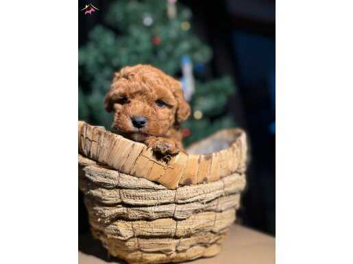Ev doğumlu Poodle bebekler 