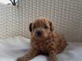 İki poodle bebek ailesini bekliyor 