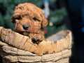 Ev doğumlu Poodle bebekler 