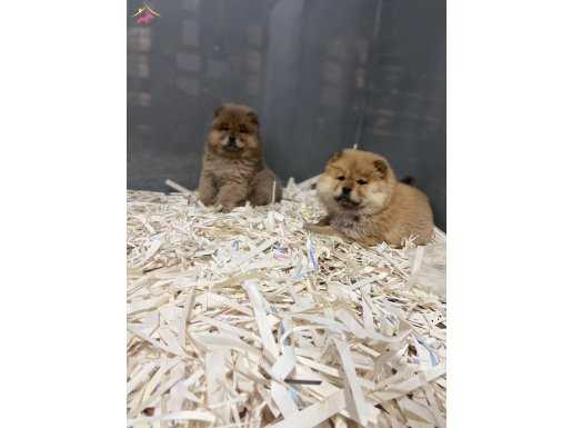 POFUDUK CHOW CHOW YAVRULARI