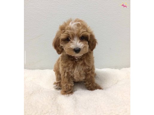 A KALİTE MALTİPOO BEBEKLER