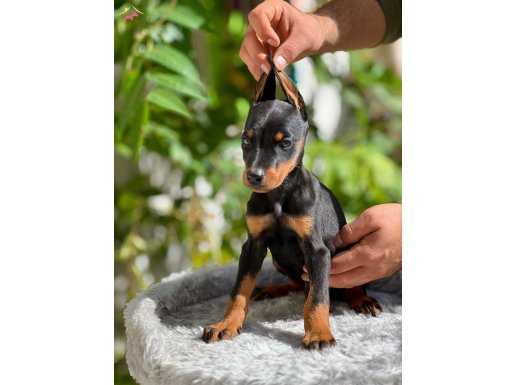 A KALİTE DOBERMAN BEBEKLER