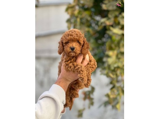 A KALİTE TOY RED POODLE