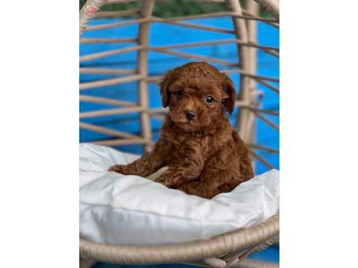 A KALİTEDE TOY POODLE YAVRULARI