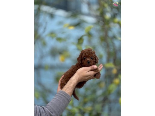 Orjinal Kore Poodle Bebekler