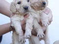 A KALİTE GOLDEN YAVRULARI