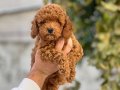 A KALİTE TOY RED POODLE