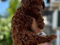 ORJİNAL TOY POODLE YAVRULARI