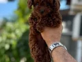 ORJİNAL TOY POODLE YAVRULARI