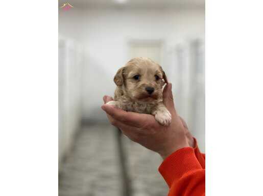 maltipoo bebekler