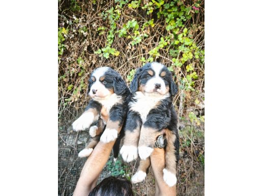 bernese bebekler