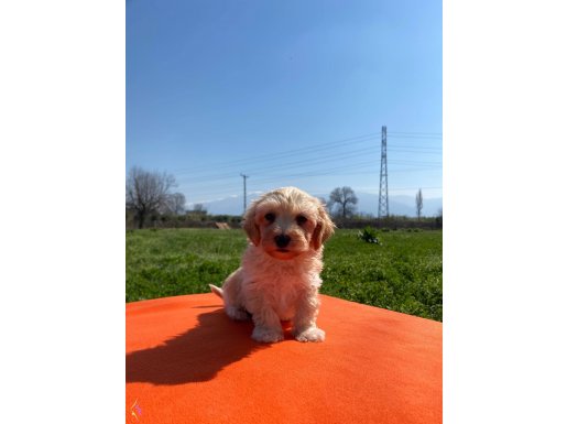 Maltipoo bebekler 