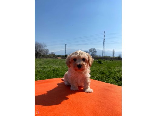 Maltipoo bebekler 