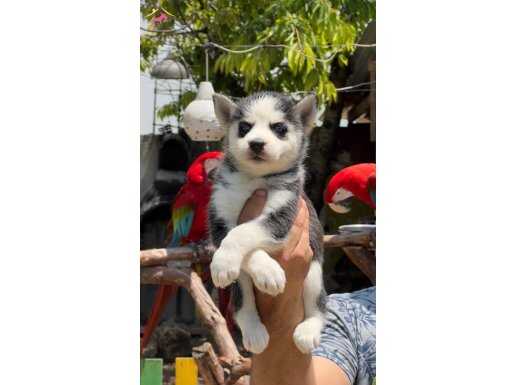 husky bebekler