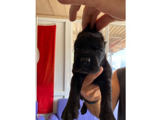 asaletli siyah cane corso yavrularımız