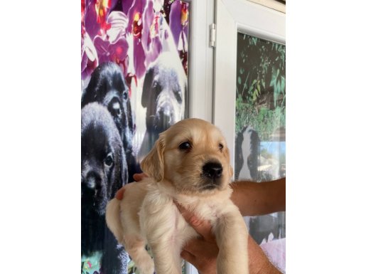 baby face golden retriever bebekler