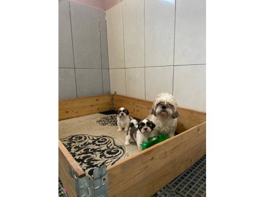 shih tzu bebekler