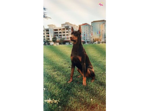 king doberman bebeklerimiz