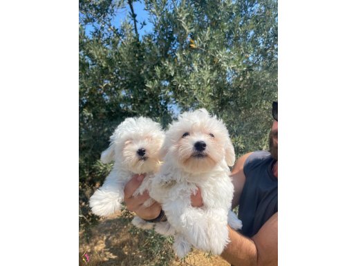 maltese 0 numara bebekler