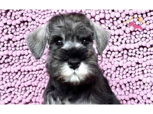 üst düzey minyatür schnauzer bebekler