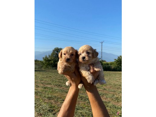 Şirin maltipoo bebekler