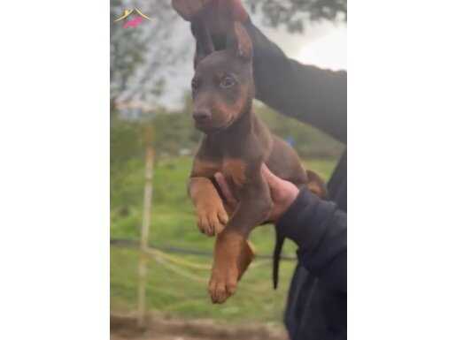 siyah kızıl king doberman bebekler 