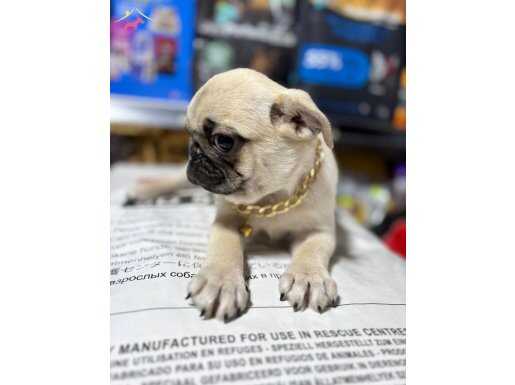 pug 0 burun şirin bebekler