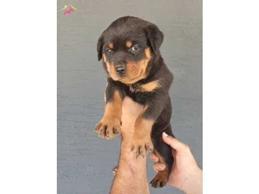 koca kafa rot bebekler