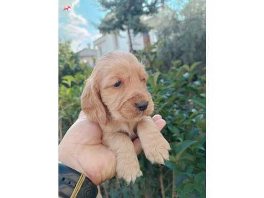 üst düzey koyu renk cocker bebekler