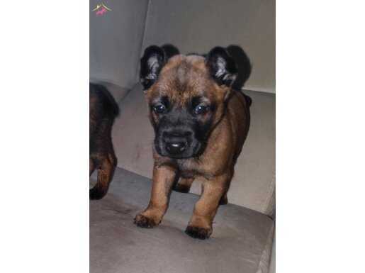 Malinois Belçika  koruma kurdu yavruları