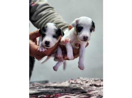 harika kısa jack russel bebekler 