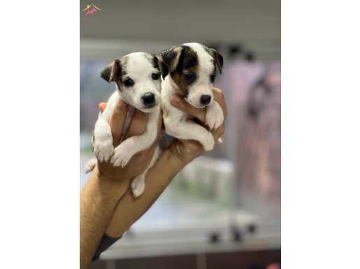 Kısa bacak jack russel bebekler