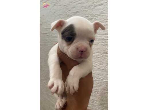 Özel renk franch bulldog bebeklerim