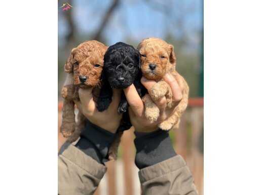 Zekasıyla Büyüleyen Kıvırcık Tüy Yumakları | Oyuncu Poodle