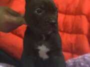 cane corso bebekler (siyah,blue)