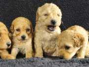 poodle bebekler