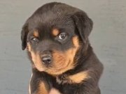 koca kafa rot bebekler