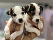 Kısa bacak jack russel bebekler