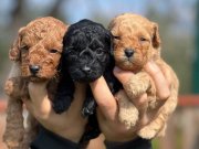 Zekasıyla Büyüleyen Kıvırcık Tüy Yumakları | Oyuncu Poodle