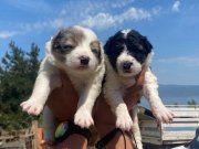 harika border collie bebekler