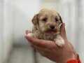 maltipoo bebekler