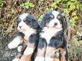 bernese bebekler