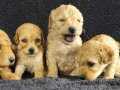 poodle bebekler