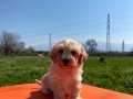 Maltipoo bebekler 