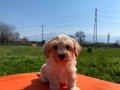 Maltipoo bebekler 