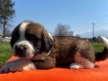 Saint bernard bebekler 