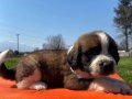 Saint bernard bebekler 