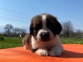 Saint bernard bebekler 