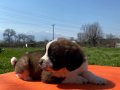 Saint bernard bebekler 